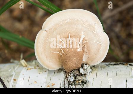 Fomitopsis betulina, polypre di betulla su albero tronco primo piano selettivo fuoco Foto Stock