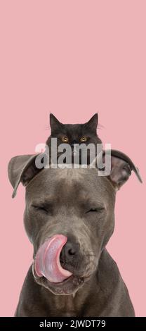 bel cane americano staffordshire terrier con lingua fuori portando gatto nero sulla sua schiena di fronte a sfondo rosa in studio Foto Stock