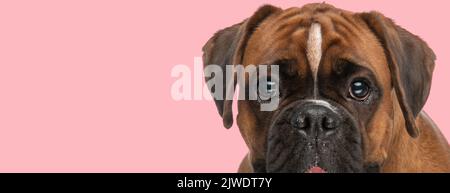 dolce piccolo cane boxer con grandi occhi che si stacca la lingua e ansimando mentre si posa su sfondo rosa in studio, primo piano immagine di occhi, viso e hea Foto Stock