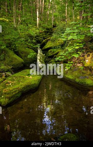 Piccola piscina d'acqua lungo il Lynn Camp Prong Trail nel Great Smoky Mountains National Park Foto Stock