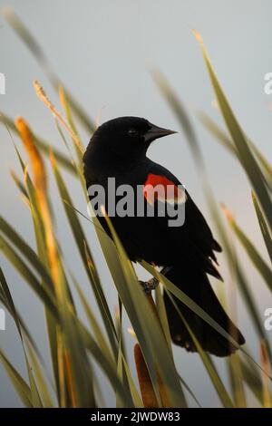 Un colpo verticale di un uccello nero dalle alette rosse appollaiato sull'erba Foto Stock