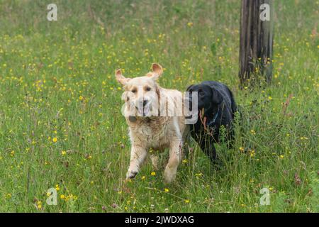 Un Golden Retriever e un Black labrador Retriever che corrono insieme in un campo. Foto Stock