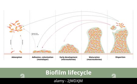 Formazione di biofilm. Processo di formazione di biofilm con meccanica del suo sviluppo e crescita. Le fasi includono primo contatto, forte adesione, formazione Illustrazione Vettoriale