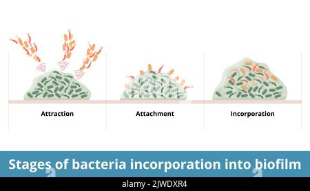 Fasi di incorporazione di batteri nel biofilm. Processo di aggiunta di batteri a colonia formata e biofilm. Attrazione, attaccamento, incorporazione Illustrazione Vettoriale