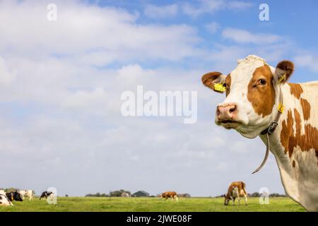 Mucca guardando il lato destro, testa dietro l'angolo, un cielo blu, naso rosa e espressione amichevole e tranquilla Foto Stock