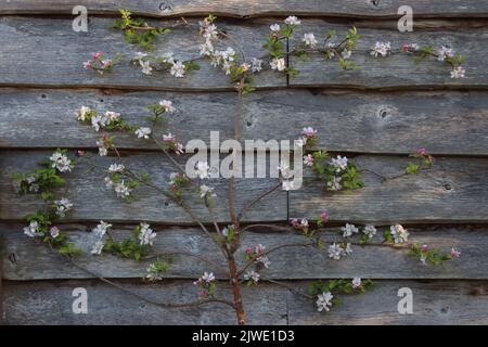 Un albero di mela spalier in fiore Foto Stock