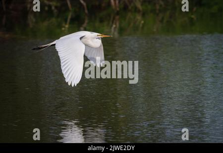 La splendida egretta bianca trasporta il materiale di nidificazione alla recluta Foto Stock