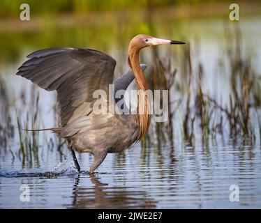 Bella egret rossastro balla in acque poco profonde durante la caccia Foto Stock