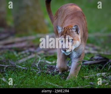 Florida Panther, puma, o cougar, cammina attraverso il pennello mentre insegue le sue prede-Edit Foto Stock