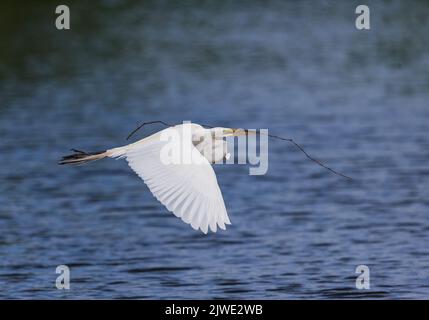 La grande egretta bianca trasporta il materiale di nidificazione al nido Foto Stock