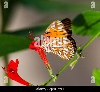 Farfalla del Golfo Fritillario che si nutre di una fioritura rossa Foto Stock