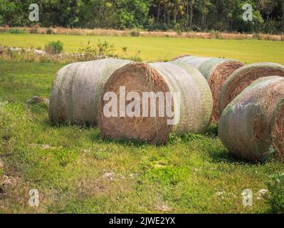 Le balle di fieno seccano sotto il caldo sole della Florida Foto Stock