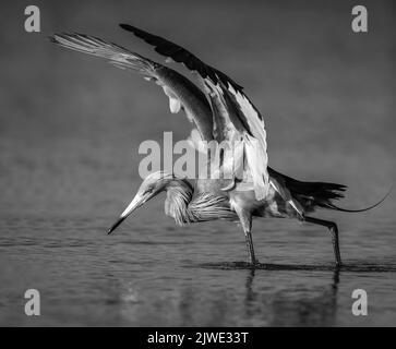 Versione monocromatica dell'egret rossastro nell'allevamento della pesca al piumaggio nello stagno in Florida Foto Stock