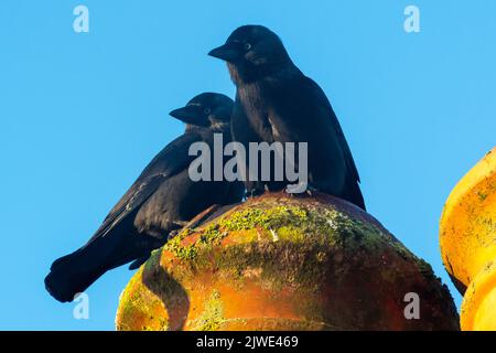 Due jackdaws su un piatto camino contro un cielo blu profondo. Foto Stock