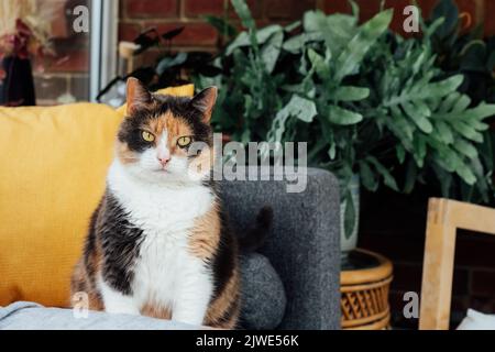 Ritratto di gatto compiaciuto ma serio, ben nutrito, pigro multicolore seduto sul divano e avendo un riposo a casa. Divertente gatto lanuginoso in atmosfera accogliente casa Foto Stock