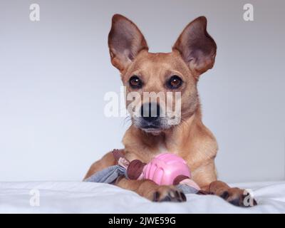 Un cane bruno carino di razza mista con grandi orecchie appuntite e occhi grandi e dolci seduti su un letto bianco con giocattolo rosa. PET isolato su sfondo bianco Foto Stock