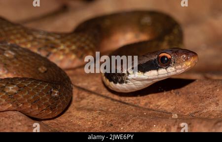 Serpente appoggiato su una foglia; serpente marrone su una foglia; serpente su una foglia; velenoso; serpente velenoso; serpente velenoso; serpente che ondola la sua lingua; Rhabdophis ceylonensis Foto Stock