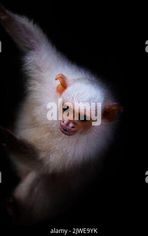 Ritratto di una scimmia marmoset argentata (Mico argentatus), Brasile Foto Stock