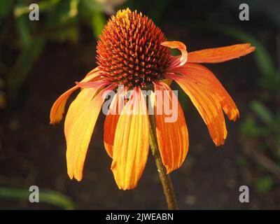 Echinacea arancione aka Coneflower, leggermente sbiadita Foto Stock