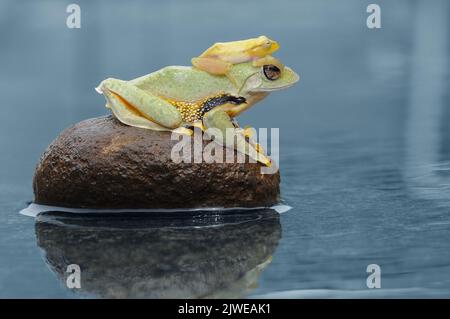 Rana in miniatura seduta su una rana più grande su una roccia in uno stagno, Indonesia Foto Stock