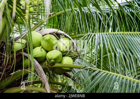 Cocco, Cocos nucifera è un membro della famiglia delle palme, Arecaceae e l'unica specie vivente del genere Cocos. Foto Stock