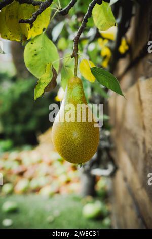 primo piano di un frutto di pera che cresce sull'albero Foto Stock