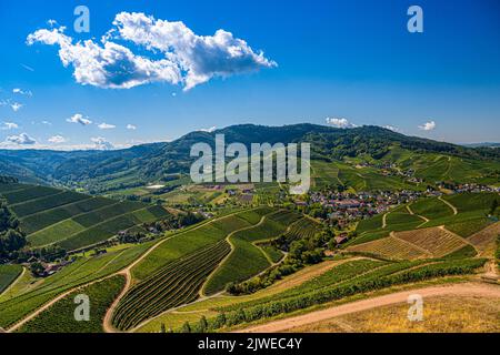 Vista dal Castello di Staufenberg alla Foresta Nera con viti vicino al villaggio di Durbach nella regione di Ortenau Baden, Baden Wuerttemberg, Germania Foto Stock