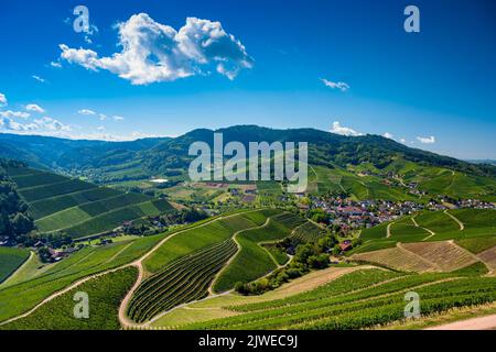 Vista dal Castello di Staufenberg alla Foresta Nera con viti vicino al villaggio di Durbach nella regione di Ortenau Baden, Baden Wuerttemberg, Germania Foto Stock