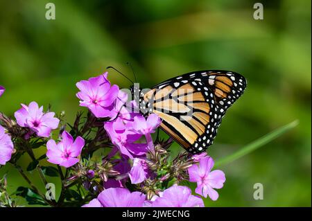 Una farfalla monarca, Danaus plexippus, che impollinava fiori di flox rosa in un giardino a Speculator, NY USA Foto Stock