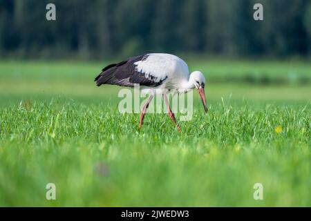 Cicogna bianca (Ciconia ciconia) foraging per cibo in un campo, Austria Foto Stock