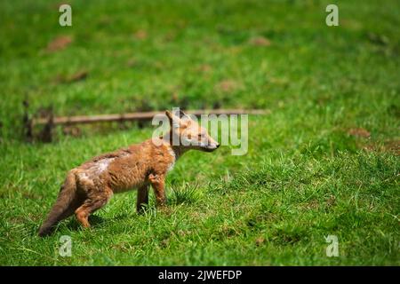 Un cucciolo di volpe con mange sarcopica Foto Stock