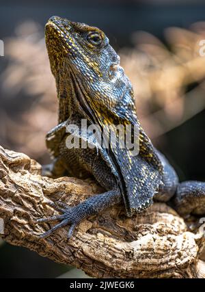 Ritratto di un Lizard dal collo fritto (Chlamydosaurus kingii) Foto Stock