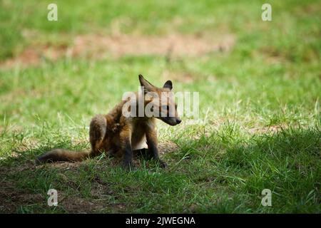 Un cucciolo di volpe con mange sarcopica Foto Stock