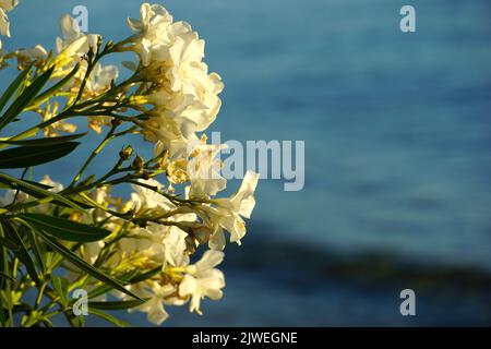 Sfondo estivo con fiori di oleandro bianco diramano di fronte alla superficie blu del mare con spazio copia gratuito Foto Stock