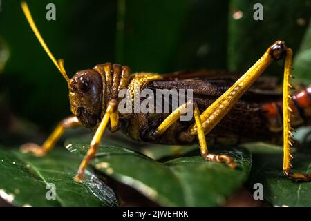 Primo piano di un Grasshopper gigante (Tropidacris collaris) Foto Stock