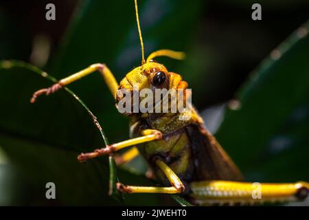 Primo piano di un Grasshopper gigante (Tropidacris collaris) Foto Stock