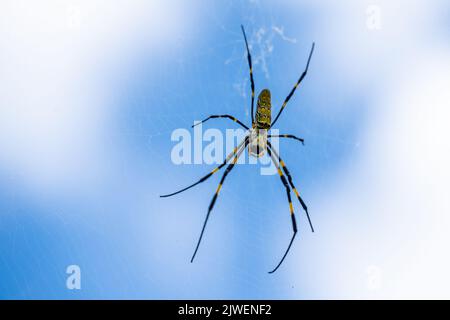 Joro ragno (Trichonephila clavata), una specie invasiva dall'Asia che si trova ora in Georgia e nel Sud Carolina negli Stati Uniti, sul suo grande ragnatela. Foto Stock