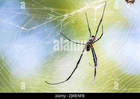 Joro ragno (Trichonephila clavata), una specie invasiva dall'Asia che si trova ora in Georgia e nel Sud Carolina negli Stati Uniti, sul suo grande ragnatela. Foto Stock