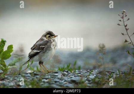 Un Pied Wagtail, un giovane inglese Foto Stock