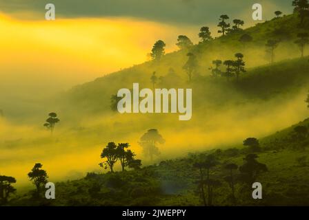 Nebbia all'alba nella zona di conservazione del cratere di Ngorongoro e sito patrimonio dell'umanità, parte dell'ecosistema del Serengeti. Foto Stock