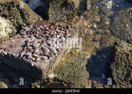 Pietra con conchiglie sopra l'acqua a causa dei livelli di acqua estremamente bassi nel Reno e basso Reno nell'estate del 2022 vicino Rhenen a Utrecht. Foto Stock