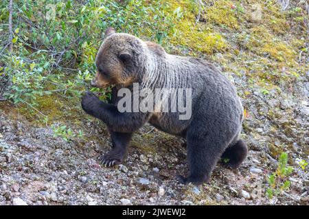 grizzly orso vagare nella foresta Foto Stock