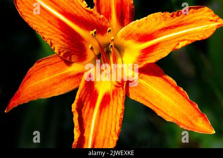 Un nativo di Asia Orange Day-Lily è una pianta comune giardino in zone temperate ha naturalizzato in Nord America e altre aree spesso diventando un invaso Foto Stock
