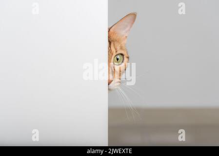 Un gatto rosso con occhi verdi sbirciano attraverso la porta aperta. Spazio di copia. Foto Stock