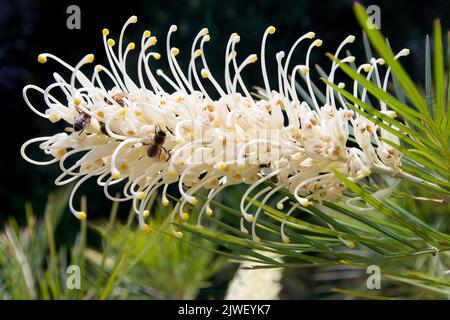 Api su un fiore di luna di grevillea Foto Stock