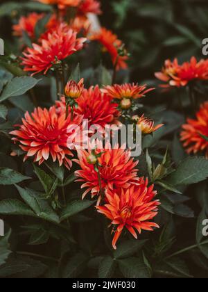 Fioritura fiori di arancio dahlia in giardino. Dahlias tra i letti di fattoria di fiori. Foto Stock