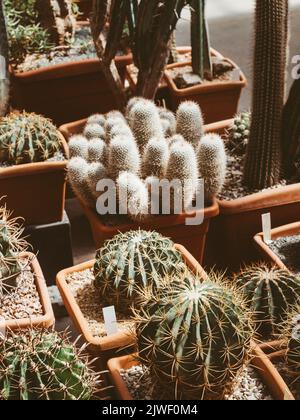 Grande collezione di cactus in pentole. Vari tipi di bel giardino di cactus. Foto Stock