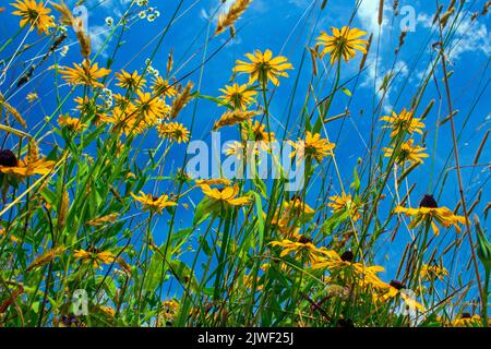Il Susan dall'occhio nero è un anno selvaggio in Nord America che è stato coltivato in parecchie varietà come fiore del giardino Foto Stock