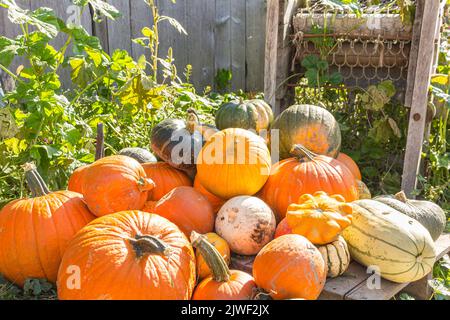 Molte varietà di squashs e zucche su un tavolo. Paesaggio autunnale Foto Stock