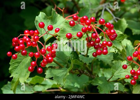 Highbush Cranberry è un arbusto nativo in Nord America. La sua frutta è un alimento favorito di molte specie di uccelli. Foto Stock